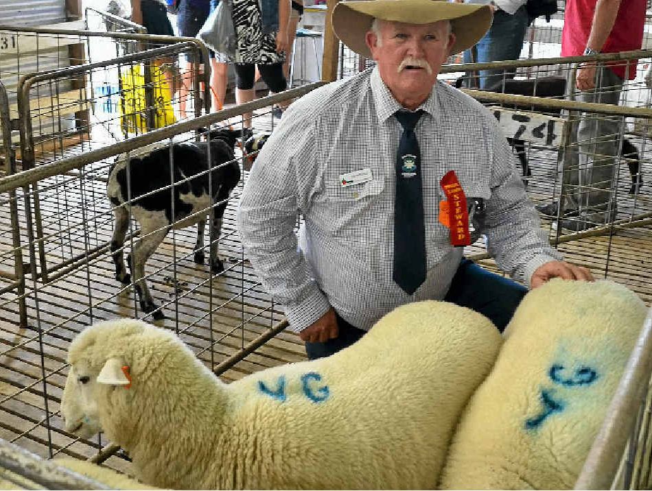 PRIME TIME: Stanthorpe Show steward Jim Mitchell with the winning pen of prime lambs – a 43kg offering from the Greenup family at Maryland Pastoral Company. PRIME TIME: Stanthorpe Show steward Jim Mitchell with the winning pen of prime lambs – a 43kg offering from the Greenup family at Maryland Pastoral Company.